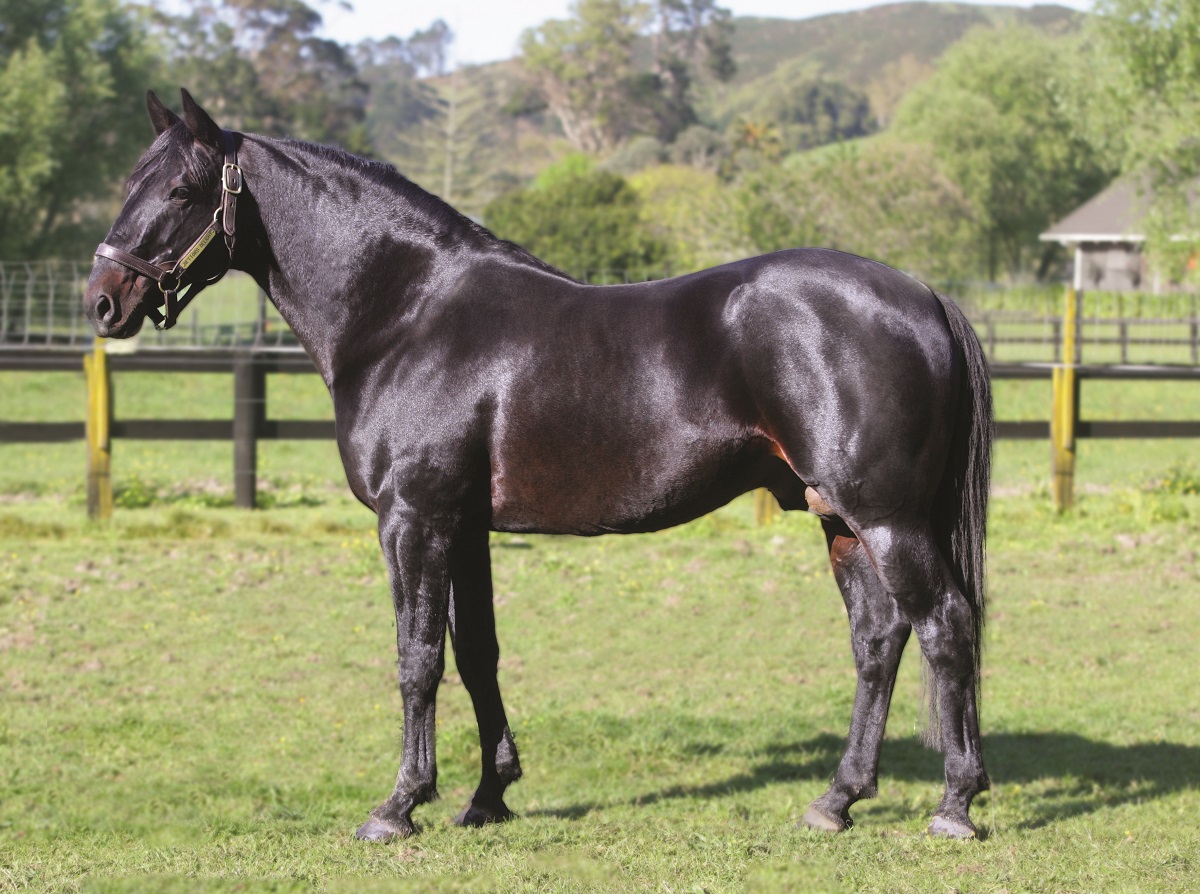 Bettor's Delight
